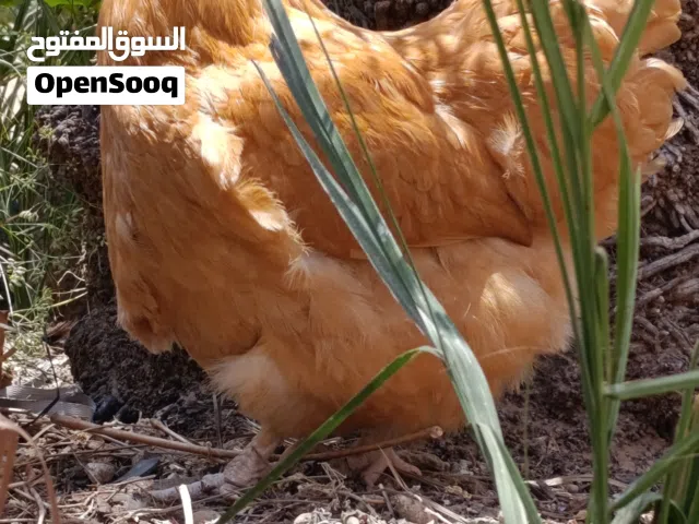 دجاجة كلاي ماريندا