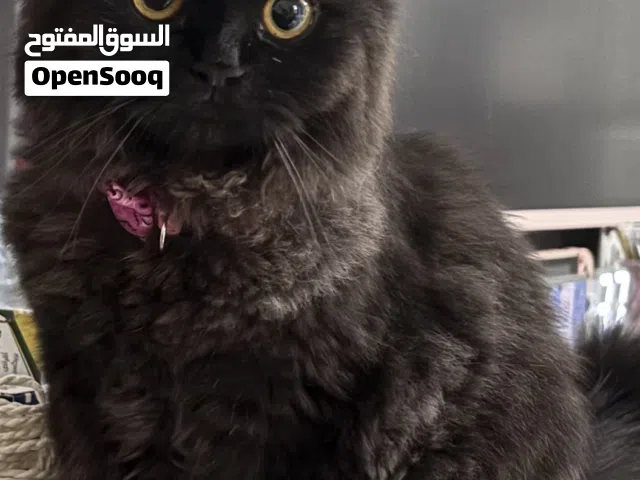 قطة شيرازية