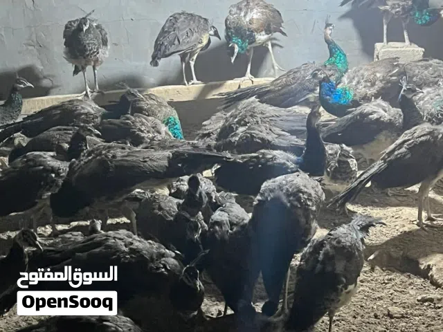 طاووس المكان بصرة ابي الخصيب