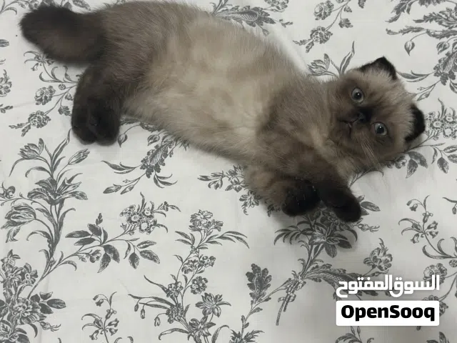 Scottish fold half piki and Siamese