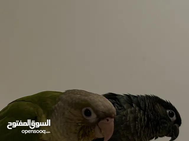 كنيور انانس و كنيور تركواز للبيع  pineapple conure and turquoise conure for sale