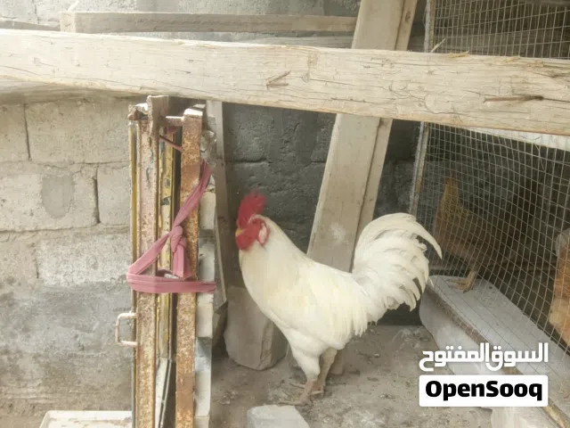 ديج عرب لبيع