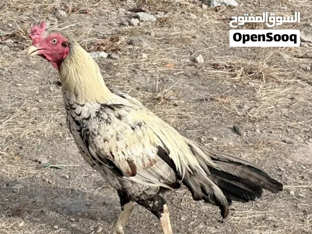 طير باكستاني للبيع