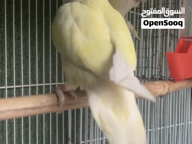 زوج غندورة روز ليمونيات