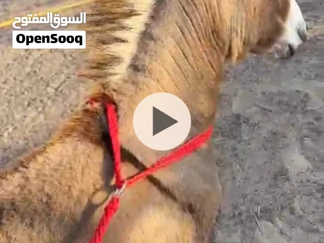 حمار صغير عمره ما بين ثلاث ل ست شهور