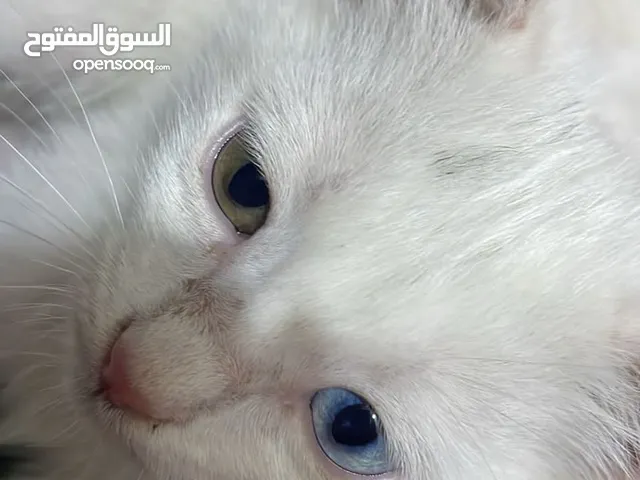 قطط شيرازي ابيض جميل متعلم عل لتربوكس العدد ثنين اخوان شيرازي اصلي