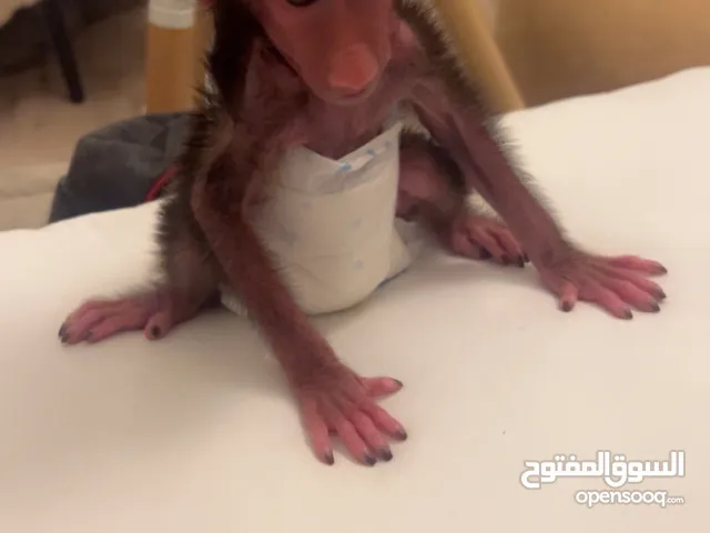 قرد انثى للبيع العمر 3 اسابيع ونص