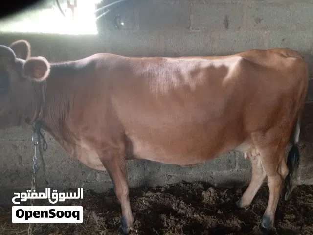 بقره عاقر اضحيه تامه للبيع
