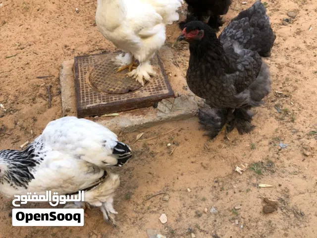 للبيع 4 دجاجات إبراهما  ما شاء الله دجاج إبراهما بصحة ممتازة ونشيطات، مناسبة للتربية والإنت