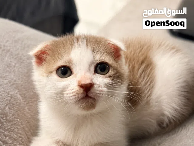 Brown Scottish fold kitten