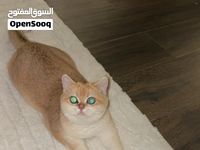 British Shorthair female ny 12 (golden chinchilla) جولدن برتش