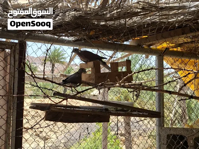 زوج حمام أفريقي للبيع