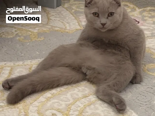 سكوتش فولد العمر 3 أشهر للبيع