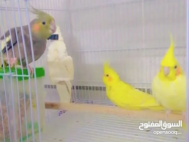 طيور كروان في منه اليف وفي منتج حياكم الله الموقع في مكه المكرمة النواريه