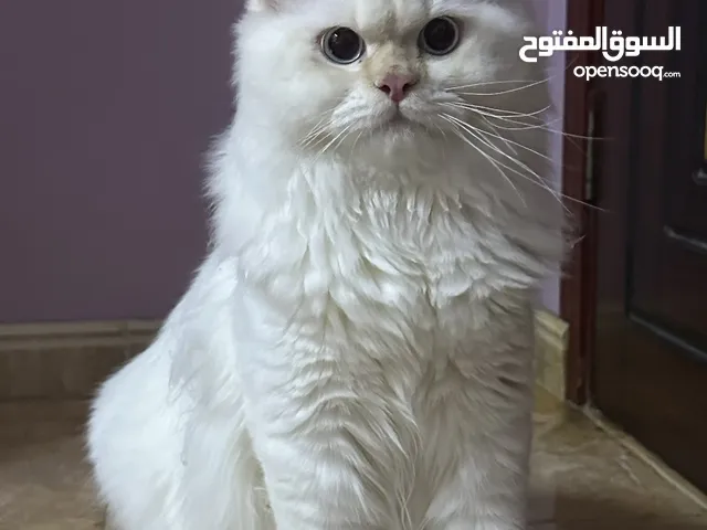 قطط تركيه انجورا و شيرازي ذكور جاهزات وطالبات التزاوج للبيع مستوى طيب الحمدلله