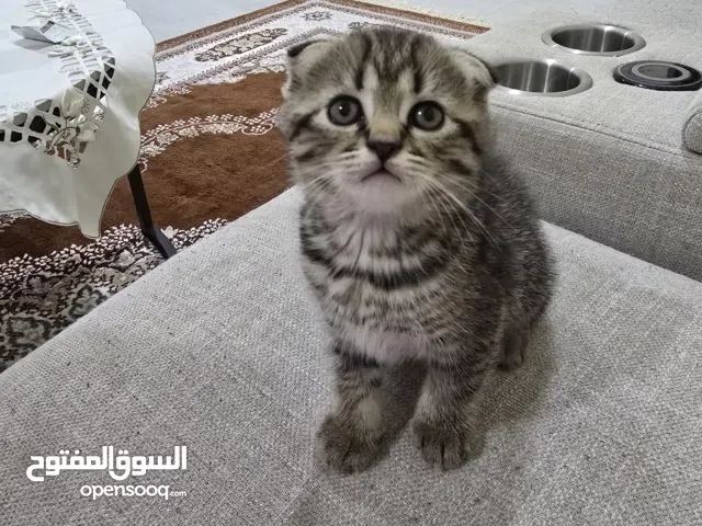 قطط نوع سكوتش فولد