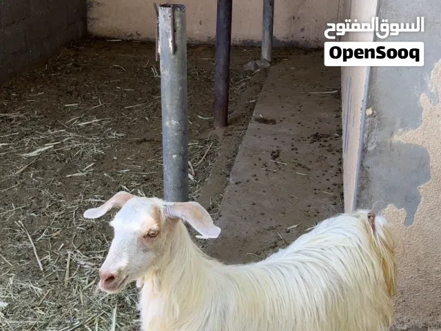 جدايا و شاه من حلال لجامودي جلحات لحلال طيب لذباح او تربيه ، لوصف مهم