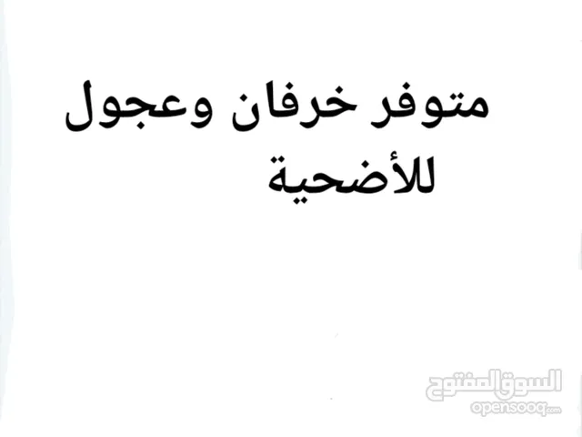 متوفر خرفان وعجول للأضحية