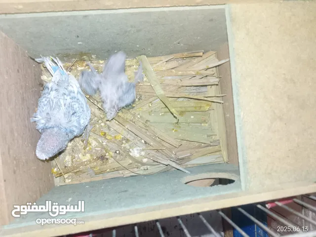 طيور للبيع