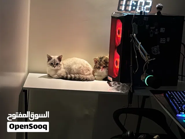 قطوه لتبني