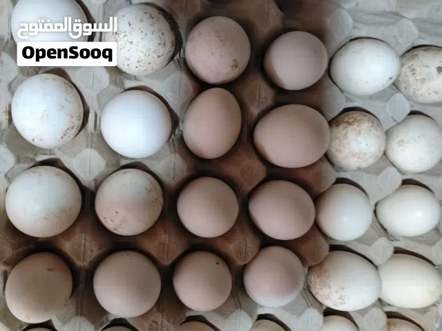 دجاج عربي للبيع