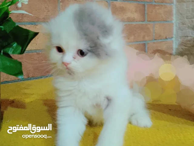 قطط سكوتج صغيرة للبيع الصحة فول وجاهزه