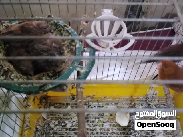 طيور كنار  جوز مع اربع فراخ على 50 دينار مع 6 مخليف على 30دينار
