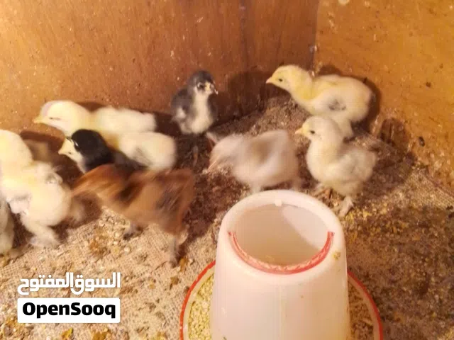 صيصان براهما للبيع ودجاجتين راقدات