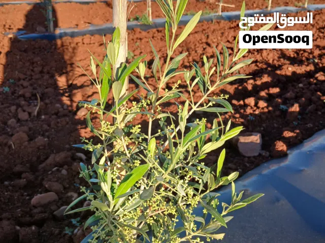 بيع جميع انواع شتلات الزيتون