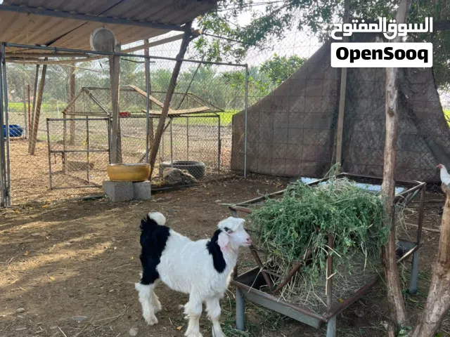 صخله للبيع