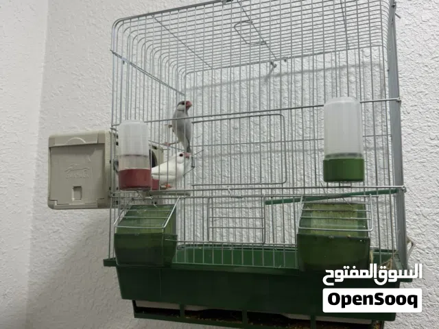 عصافير جاوا جوز للبيع مع القفص