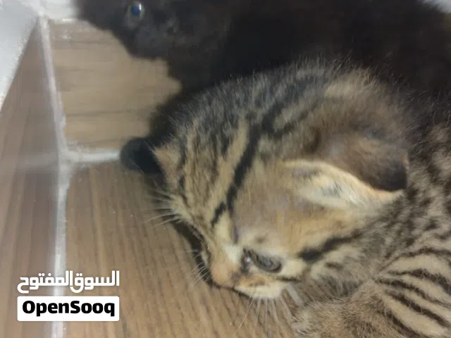 اسكتش جولد
