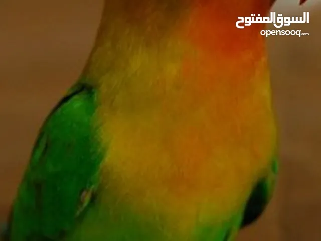 lovely parrot