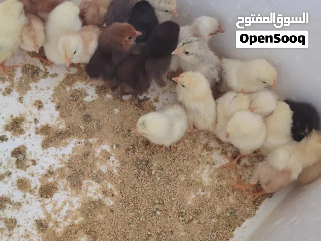 صيصان كوشن بيور للبيع و فرنسي الأبيض الكولمبي