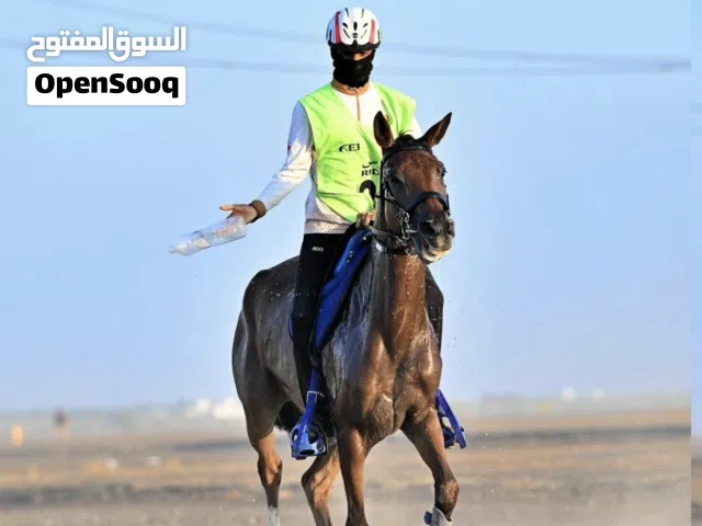 البيع فرس مرثون
