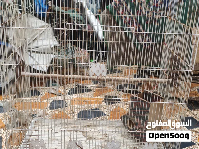قفص ابو طير جبير وياه بيت وبي فتحات تعلك بيوت المعقل سعر 30