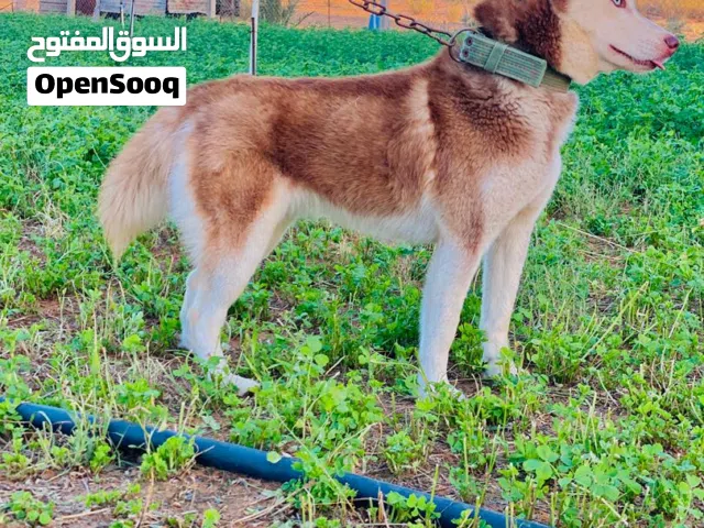 انتي هاسكي