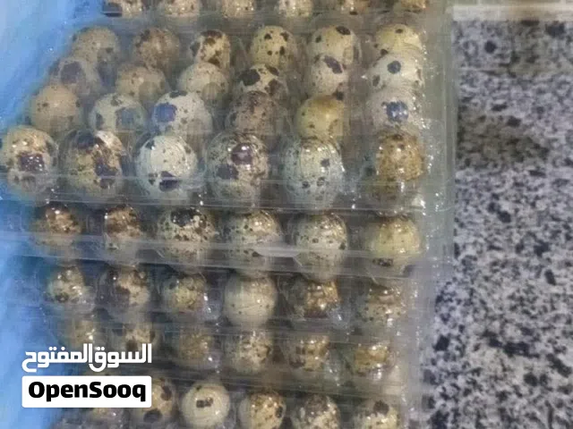 بيض ( السمان) فري طازج