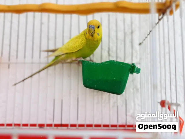 ذكر بقلينو ربي يبارك سخون مالطي ربي يبارك واتي وقداش ليه بروحه