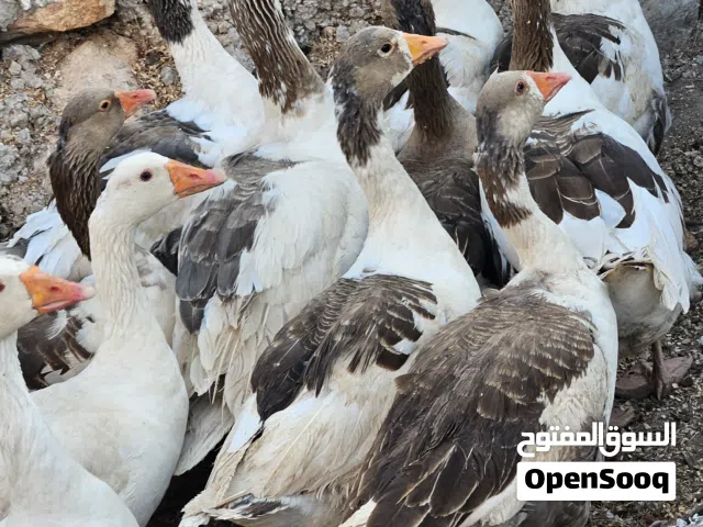 موجود وزات للبيع