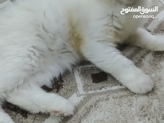 السلام عليكم قطط اليفه للبيع نظيفات جدان انثه وذكر