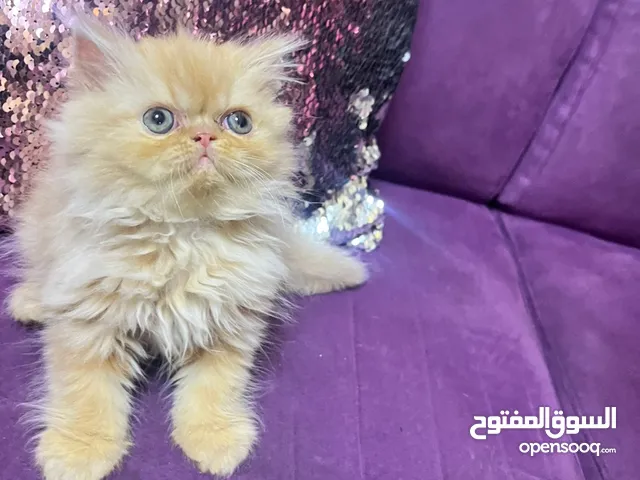 قطه بريشن بيور عمر شهرين ونصف