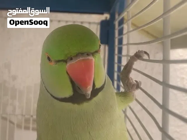 2 ببغاء الذرة زوجين
