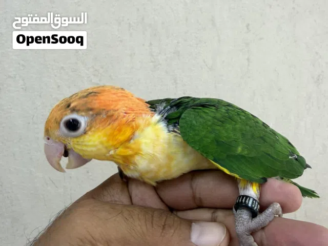 كايكي وايت بلي