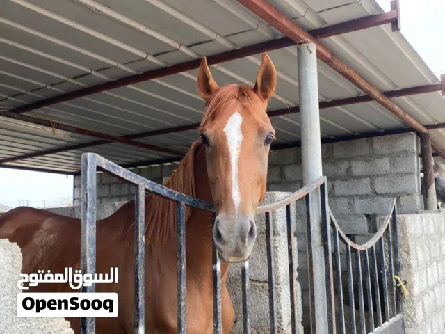 ايواء الخيول
