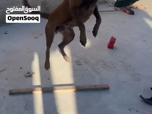 انثى بلجم مالينو اصلي