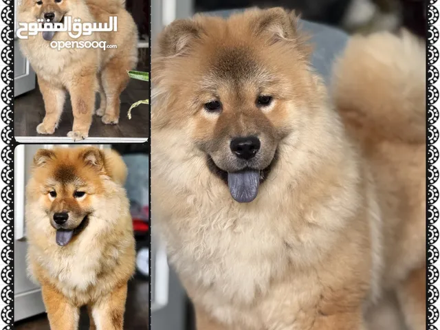 5 Months Chow Chow female puppy