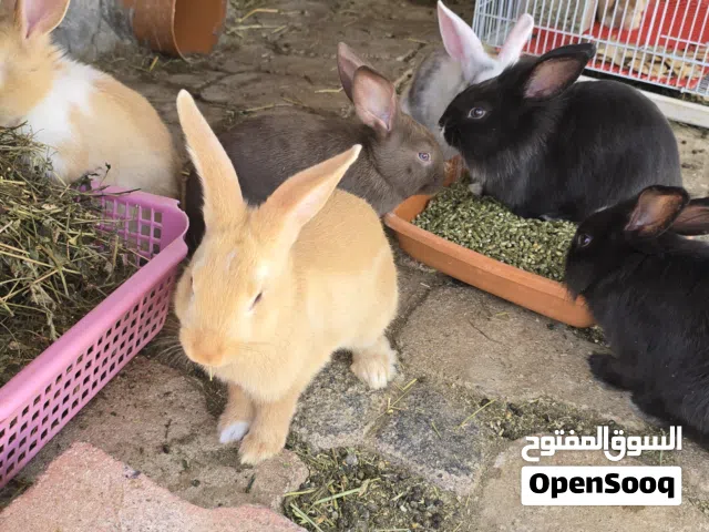 للبيع أرانب  العمر فوق شهرين