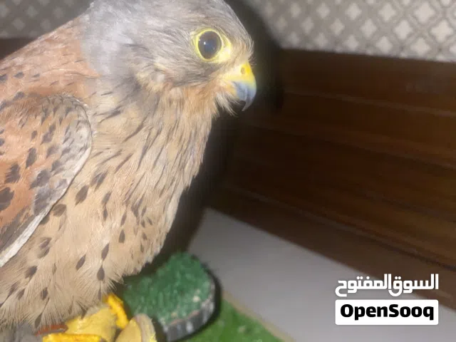 للببع ترمه حميميج