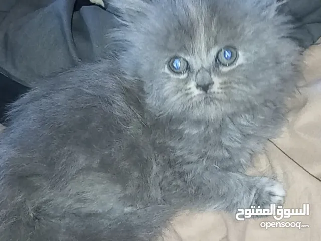 جاهزين لبيتهم الجديد سكوتش فولد العمر شهرين وعشر ايام متعودين ع دراي فود واللتر بوكس لعوبين حلوين لت